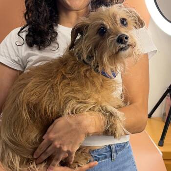 Brownie -  Yorkshire Terrier and Mixed Breed Dog for Adoption in San Antonio, Texas - Brownie | PetCurious