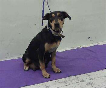 Rottweiler and Doberman Pinscher Dogs Available for Adoption - Lady HW+ | PetCurious