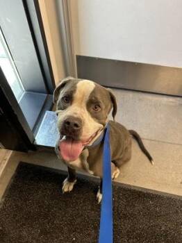 Bowser -  Pit Bull Terrier and Mixed Breed Dog for Adoption in Fresno, California - Bowser | PetCurious