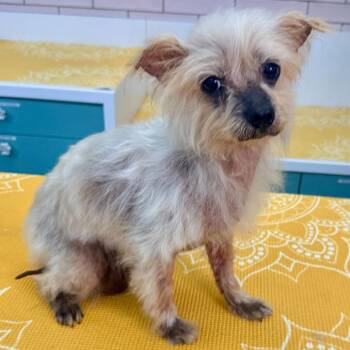 Castro 14109 -  Toy Fox Terrier and Yorkshire Terrier Dog for Adoption in San Francisco, California - Castro 14109 | PetCurious
