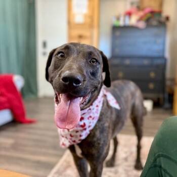 Mastiff and Plott Hound Dogs Available for Adoption - Odie Soft Hearted Gentle Giant | PetCurious