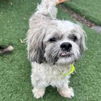 Rescue Shih Tzu Dogs for Adoption in Fullerton, Pennsylvania - Jasper | PetCurious