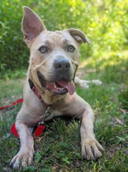 Rue -  Mixed Breed Dog for Adoption in Hyde Park, New York - Rue | PetCurious