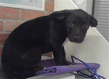 Staffordshire Bull Terrier and Mixed Breed Dogs Available for Adoption in Houston, Texas - A2070185 | PetCurious