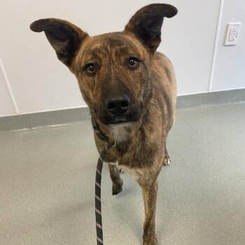Mixed Breed Dogs Available for Adoption in Abilene, Texas - Coconut | PetCurious