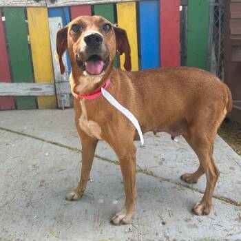 Rescue Labrador Retriever and Mixed Breed Dogs for Adoption in Laredo, Texas - Toffee | PetCurious