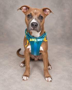 Scobby -  American Staffordshire Terrier and Boxer Dog for Adoption in Miami, Florida - Scobby | PetCurious