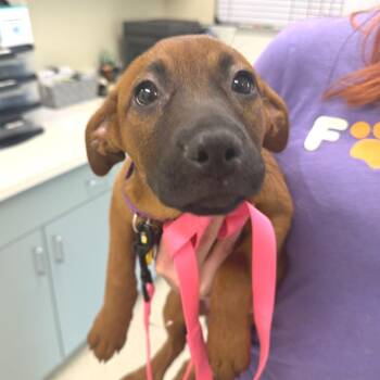 Willow -  Pit Bull Terrier Dog for Adoption - Willow | PetCurious