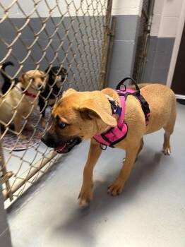 Pebbles -  Boxer and Terrier Dog for Adoption in Ellijay, Georgia - Pebbles | PetCurious