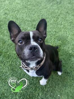 Lochy -  Boston Terrier Dog for Adoption in Delson, Quebec - Lochy | PetCurious