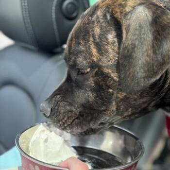 Mixed Breed Dogs Available for Adoption in Pittsburgh, Pennsylvania - Geneva | PetCurious