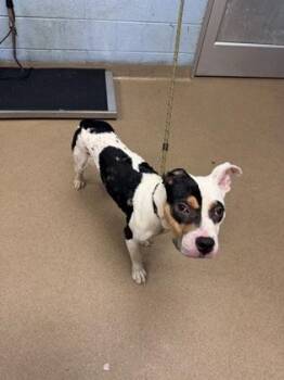 Sitcom -  Mixed Breed Dog for Adoption in Chamblee, Georgia - Sitcom | PetCurious