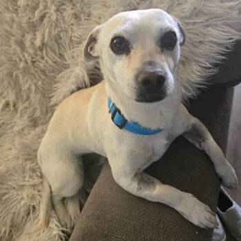 Chihuahua Dogs Available for Adoption - Charlee | PetCurious