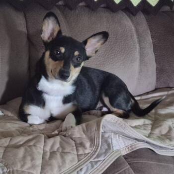 Boots -  Pembroke Welsh Corgi Dog for Adoption in Blue Springs, Missouri - Boots | PetCurious