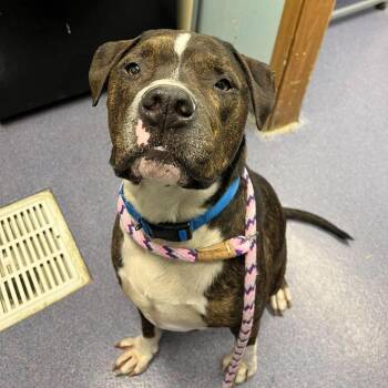 Mixed Breed Dogs Available for Adoption in Edwardsville, Illinois - Narwhal | PetCurious