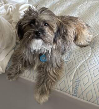 JAX -  Havanese and Shih Tzu Dog for Adoption in Los Angeles, California - JAX | PetCurious