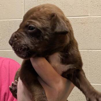Millennium -  Mixed Breed Dog for Adoption in Dekalb, Illinois - Millennium | PetCurious