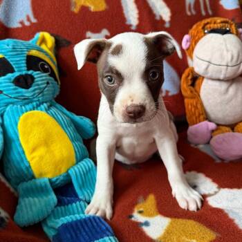 Boston Terrier and Mixed Breed Dogs Available for Adoption in Normal, Illinois - Delicata | PetCurious