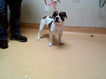 Terrier and Mixed Breed Dogs Available for Adoption - TANK | PetCurious