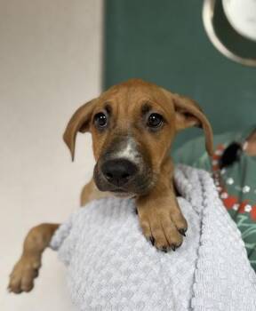 Silly -  Mixed Breed Dog for Adoption in Honolulu, Hawaii - Silly | PetCurious
