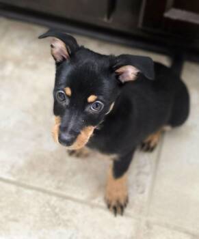 Bottle Rocket -  Terrier and Chihuahua Dog for Adoption in Savannah, Georgia - Bottle Rocket | PetCurious