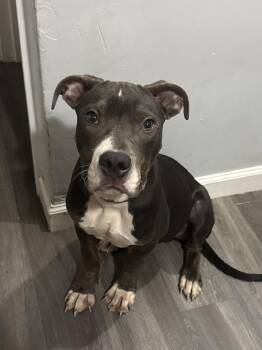 Rescue Pit Bull Terrier Dogs for Adoption in North Haven, Connecticut - Treble | PetCurious