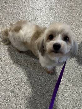 Havanese Dogs Available for Adoption - Bailey.  | PetCurious