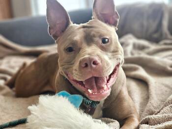 Rescue Pit Bull Terrier Dogs for Adoption in San Jose, California - Penelope | PetCurious
