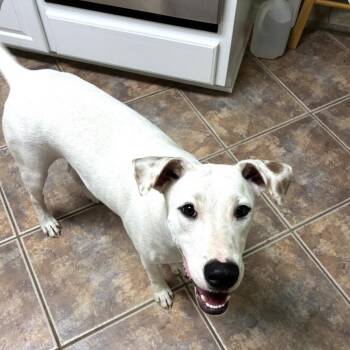 Wrigley -  Labrador Retriever and Terrier Dog for Adoption in Alexandria, Louisiana - Wrigley | PetCurious