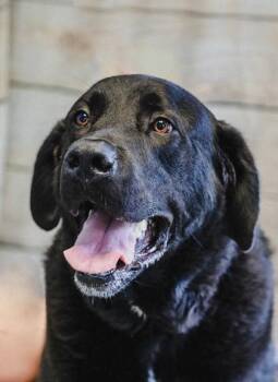 Bear -  Great Dane and Saint Bernard Dog for Adoption in Dothan, Alabama - Bear | PetCurious