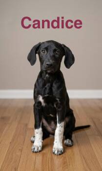 Candice -  Labrador Retriever and Pointer Dog for Adoption in Topeka, Kansas - Candice | PetCurious