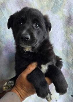 Alaskan Malamute and German Shepherd Dog Dogs Available for Adoption in Malvern, Pennsylvania - Nike | PetCurious