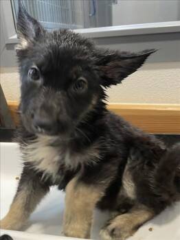 German Shepherd Dog Dogs Available for Adoption in Tracy, California - PENSAMIENTO | PetCurious