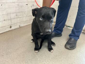 CHLOE -  Labrador Retriever Dog for Adoption in San Bernardino, California - CHLOE | PetCurious