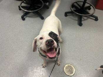 MOSES -  Pit Bull Terrier and Mixed Breed Dog for Adoption in Ocala, Florida - MOSES | PetCurious