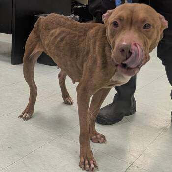 Elisabetha -  Mixed Breed Dog for Adoption in Philadelphia, Pennsylvania - Elisabetha | PetCurious