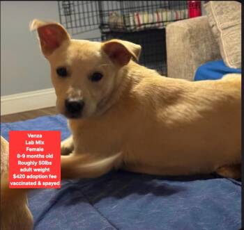 Venza -  Labrador Retriever Dog for Adoption in Oviedo, Florida - Venza | PetCurious