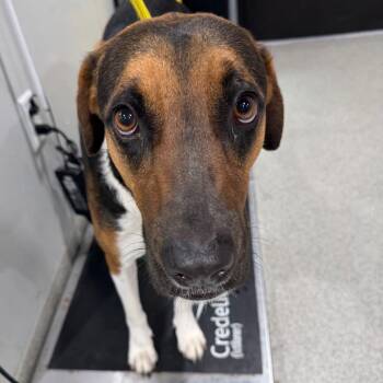 Hound and Mixed Breed Dogs Available for Adoption in Tampa, Florida - Salami | PetCurious