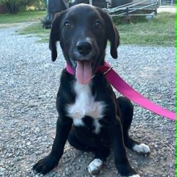 Labrador Retriever Dogs Available for Adoption in Paramus, New Jersey - Patch | PetCurious