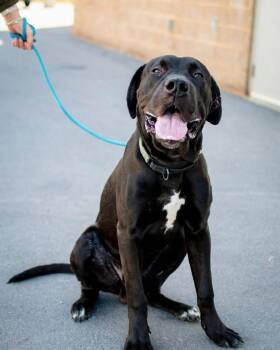 Biggie -  Great Dane and Cane Corso Dog for Adoption in Frankfort, New York - Biggie | PetCurious