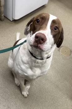 Pit Bull Terrier and Mixed Breed Dogs Available for Adoption - Ginger | PetCurious