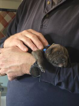 Mastiff Dogs Available for Adoption - Levi (Blue Collar) | PetCurious