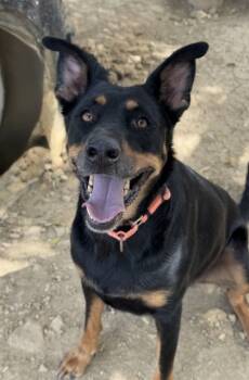 Rescue Rottweiler and Shepherd Dogs for Adoption in San Antonio, Texas - Nalu | PetCurious