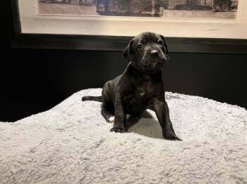 Boxer and Poodle Dogs Available for Adoption - Maiden | PetCurious