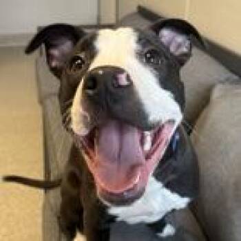 Mixed Breed Dogs Available for Adoption in Lansing, Michigan - Oadey | PetCurious