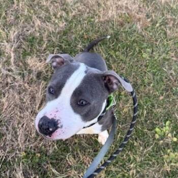 Rescue Pit Bull Terrier Dogs for Adoption in Ballston Spa, New York - Arabelle | PetCurious