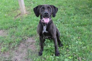 Norma Jean -  Hound and Mixed Breed Dog for Adoption in Kansas City, Missouri - Norma Jean | PetCurious