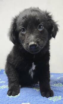 Alton -  Labrador Retriever and Terrier Dog Available for Adoption in New York, New York - Alton | PetCurious