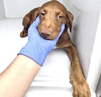 Poodle Dogs Available for Adoption in Houston, Texas - A654359 | PetCurious