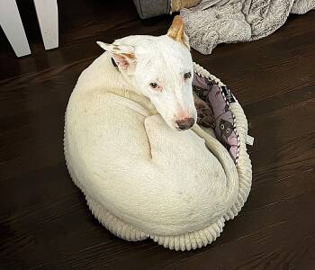 Mixed Breed Dogs Available for Adoption in Mississauga, Ontario - Paige (32 Lbs) | PetCurious